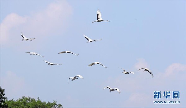 Red-crowned cranes draw Shenyang residents