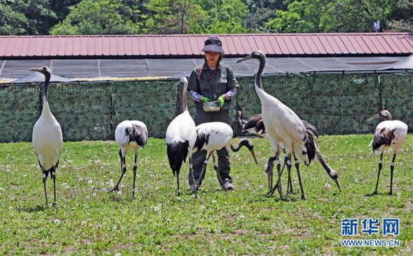 Red-crowned cranes draw Shenyang residents
