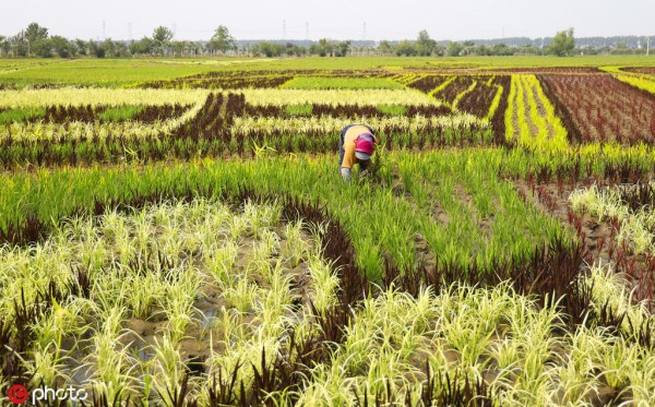 Shenyang displays spectacular paddy field art