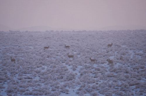 Mongolian gazelle spotted near Karamay