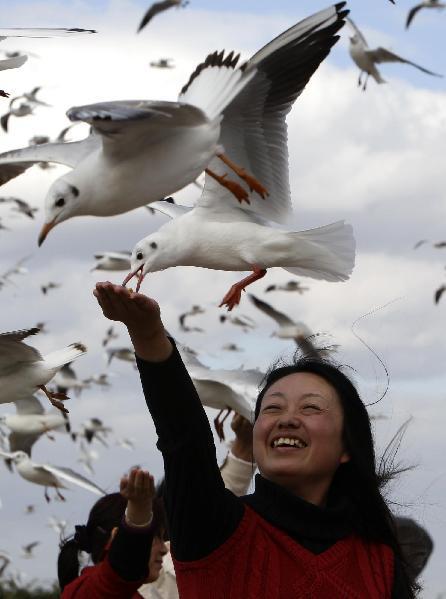Gulls from Siberia winter in Kunming