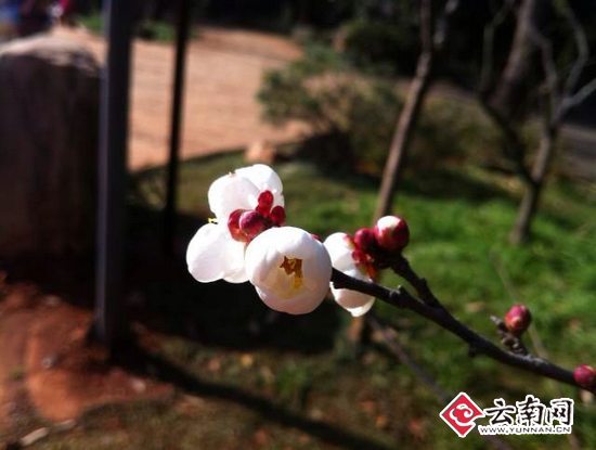 Chinese Plum Blossom Exhibition to be open in Kunming