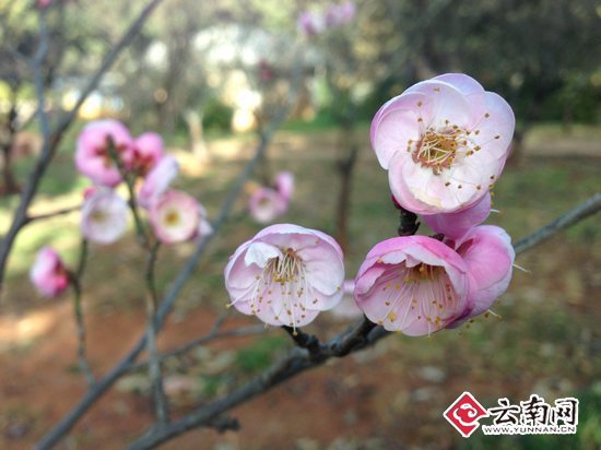 Chinese Plum Blossom Exhibition to be open in Kunming