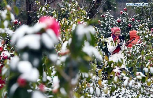 Visitors take photos of camellias in snow, SW China