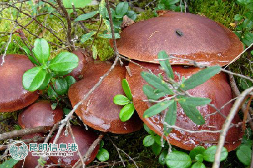 Porcini