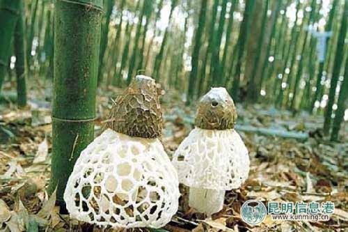 Bamboo fungus