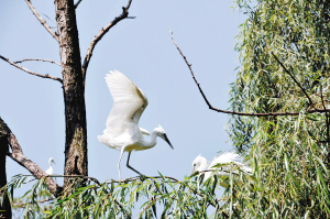 Chinese Egrets flock to Kunming Zoo