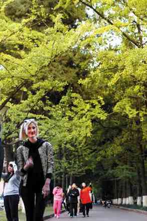 Take relax among gold ginko leaves