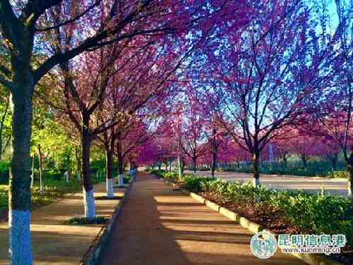 Admire winter cherry blossom in Kunming