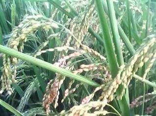 Yunnan-developed rice reaps benefits in South and Southeast Asia