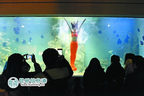 Kunming aquarium marks opening with mermaid swim