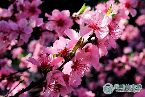 Peach flowers ready to welcome visitors