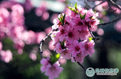 Peach flowers ready to welcome visitors