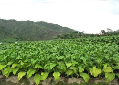 Yunnan tobacco