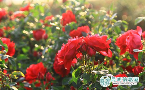 Enjoy the smell of summer at the rose festival in Spring City