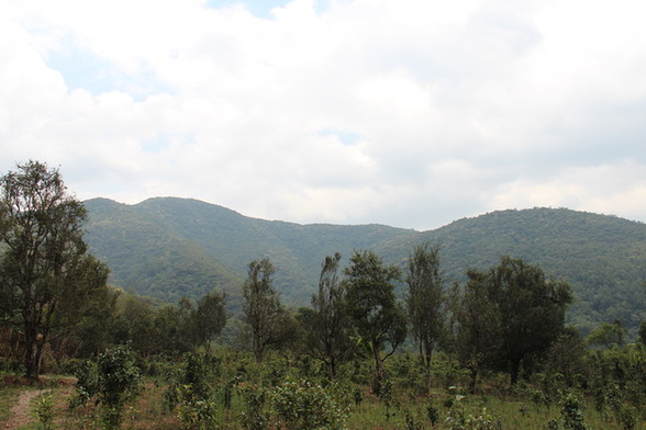 Kunlu Mountains Royal Ancient Tea Garden