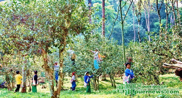 A holy mountain for tea growers