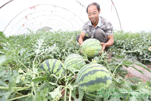 <BR>Pu'er welcomes watermelon harvest season