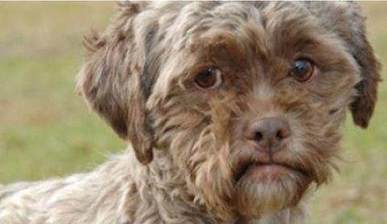 "人脸狗"走红网络 网友直呼"好像中年大叔"