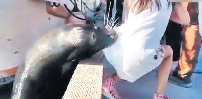 Sea lion in Canada pulls girl into water in latest viral video