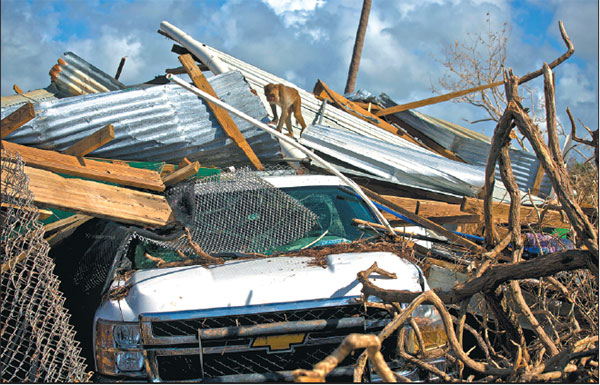 onkeys on hurricane-ravaged research island - 
