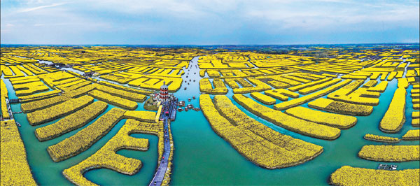 Sea of gold floods 'town of a thousand islands'