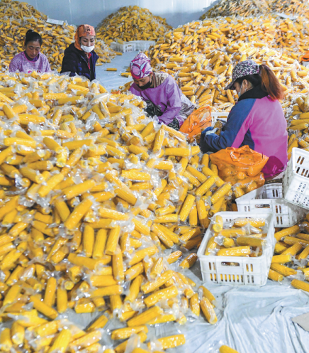 'Fresh' maize drives a boom in corn sales