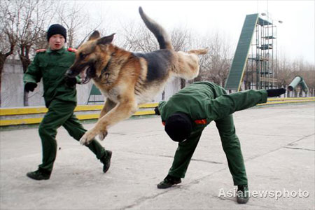 Two policemen train a police dog at a training base in Harbin, capital of Northeast China's Heilongjiang Province, March 6, 2008. More than 50 policemen from nine provinces are attending a four-month training program with 50 police dogs. After the program, a handful of the man-and-dog partners will be selected for security jobs in Beijing during the upcoming Olympic Games. [Asianewsphoto]