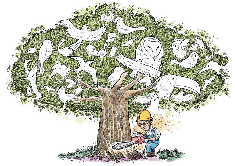 Deforestation and bird extinctions - Opinion Deforestation and bird extinctions - Opinion