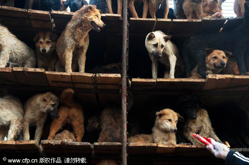 Time to end the abuse of animals Time to end the abuse of animals