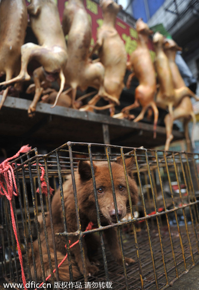 Should eating dogs be banned in China?
