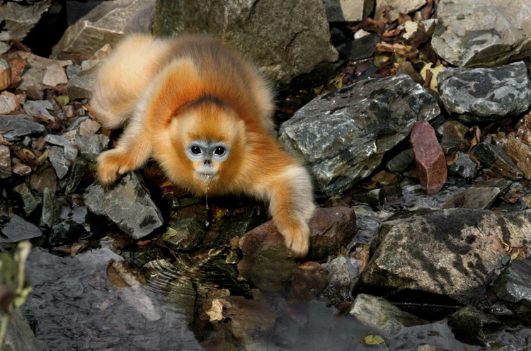Animals as art in the Qinling Mountains Animals as art in the Qinling Mountains