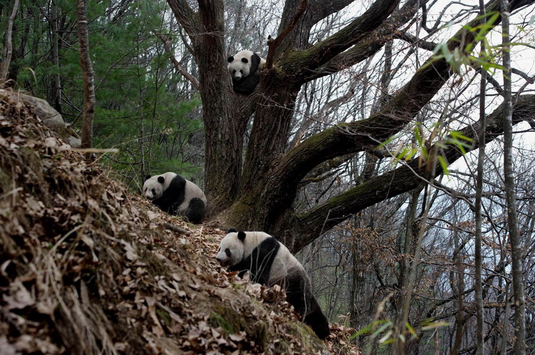 Animals as art in the Qinling Mountains Animals as art in the Qinling Mountains