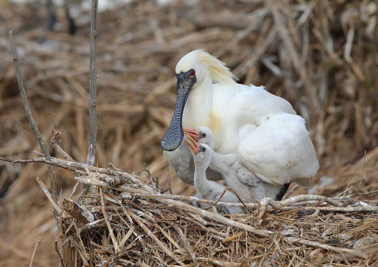 Taking flight with birds for 22 years