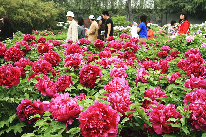 Luoyang, the peony paradise