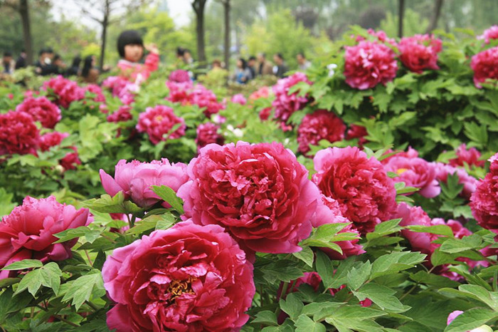 Luoyang, the peony paradise