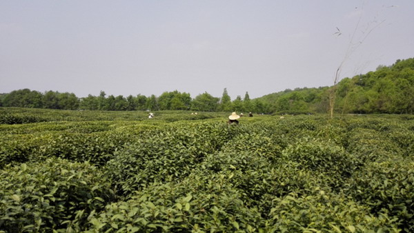The Impressions of Hangzhou 3 — My Longjing tea picking tour