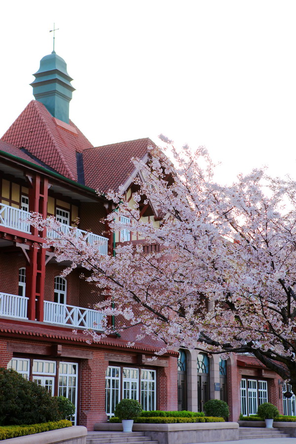 Immerse yourself in a sea of flowers in Qingdao