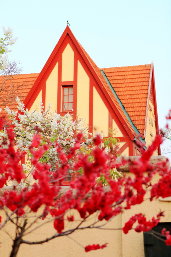 Immerse yourself in a sea of flowers in Qingdao