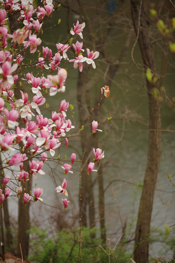 Immerse yourself in a sea of flowers in Qingdao