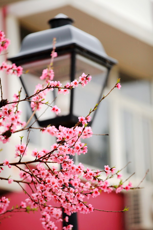 Immerse yourself in a sea of flowers in Qingdao