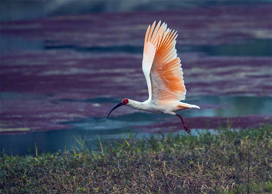 Wild birds reveal their beauty in Year of the Rooster