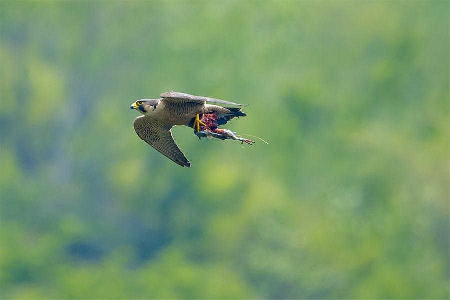 Wild birds reveal their beauty in Year of the Rooster