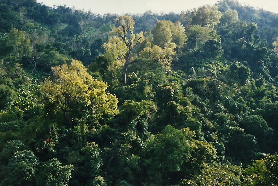 Discovering Hainan's tropical interior