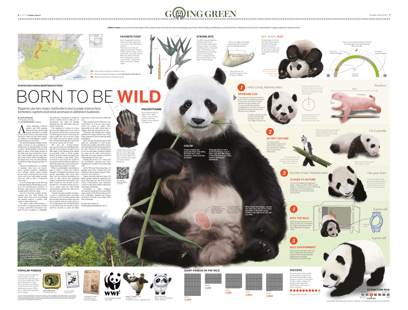 Giant Panda China Daily infographic