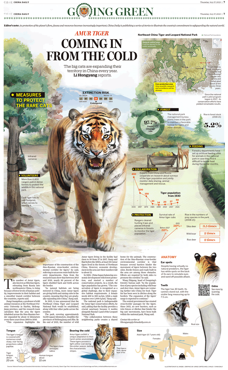 Amur Tiger China Daily infographic