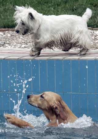 Two dogs play at the pool at the Coolbaby dog theme park in Beijing May 20, 2006. The newly opened dog theme park, the first in China's capital, has swimming pool, obstacle courses, playground and has a restaurant especially designed for pets. Not only can pets have meals together with their owners, but the recipes offered are based on nutritional science and tailored for dogs of different breeds, ages and sizes. [Reuters]