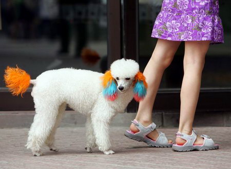 A pet dog with painted ears and tail follows its owner on a street in Beijing, June 4, 2006. [Han Meng/The Beijing News]