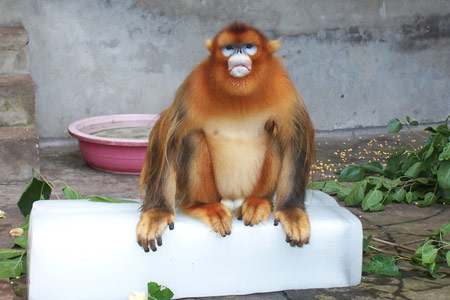 A golden monkey cools itself by sitting on ice at a zoo in Wuhan, Central China's Hubei Province, June 21, 2006. [newsphoto]