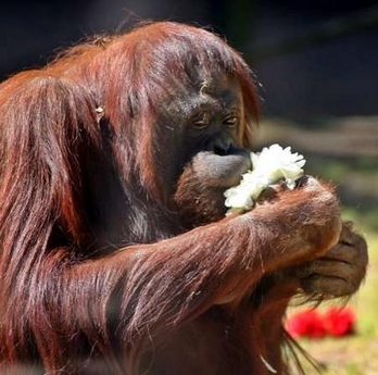 An orangutan smells a stalk of flowers at its enclosure of the Buenos Aires Zoo September 21, 2006. Zookeepers placed flowers in the animal cages and prepared special meals to celebrate the beginning of the Spring season in the Southern Hemisphere. 